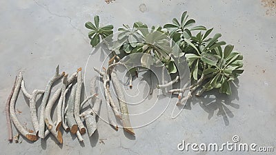 Fresh and healthy adenium plant cuttings ready for planting. Stock Photo