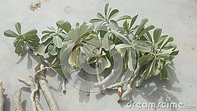 Fresh and healthy adenium plant cuttings ready for planting. Stock Photo