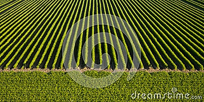 Field of young fresh carrots Stock Photo