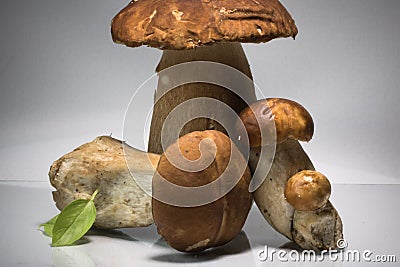 Fresh healthy happy family of mushrooms cep porcini boletus edulis with basil herb Stock Photo