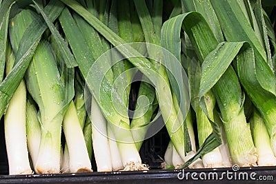 Fresh, healthy Leeks on display Stock Photo