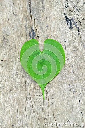 Fresh heart green leaves on wood floor Stock Photo