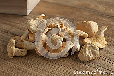 Fresh hedgehog mushrooms Stock Photo