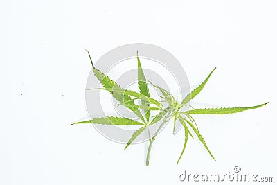 Fresh Hemp Leaves on the white background as a decoration Stock Photo