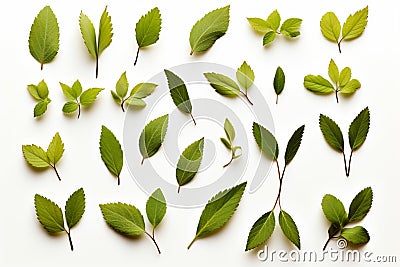 Fresh herb collection Basil leaves arranged on a simple white backdrop Stock Photo