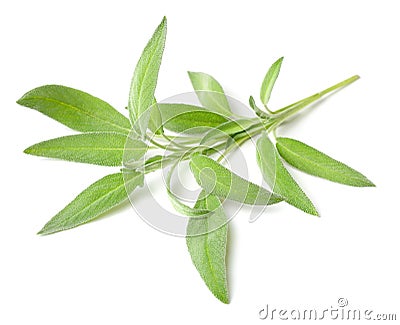 Fresh herb, fresh sage isolated on white Stock Photo