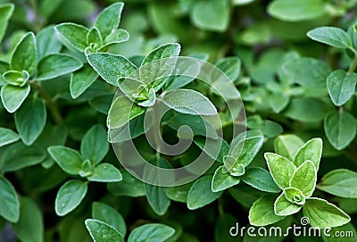 Fresh herb: Italian Oregano Stock Photo