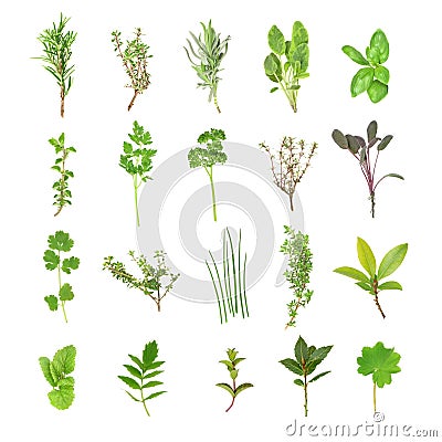Fresh Herb Selection Stock Photo