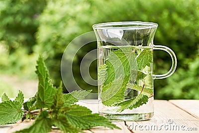 Fresh herbal nettle tea with fresh leaves Stock Photo