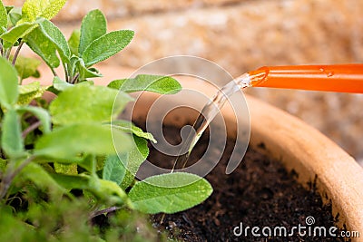 Fresh herbal sage in a plant pot in the garden Stock Photo