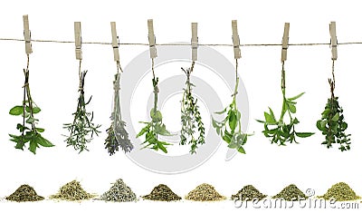 Fresh herbs Stock Photo