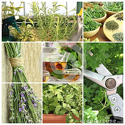 Fresh herbs on balcony garden Stock Photo