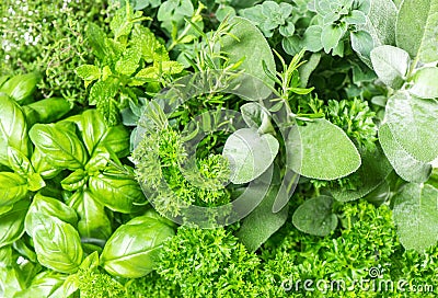 Fresh herbs basil, marjoram, parsley, rosemary, thyme, sage Stock Photo