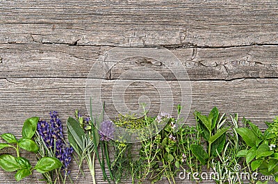 Fresh herbs Basil rosemary sage thyme mint dill savory lavender Stock Photo