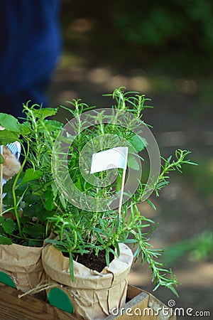 Fresh herbs in flower pots and kraft paper stand in a farmer& x27;s grocery market: rosemary, lemon balm.Mock-up for brand Stock Photo