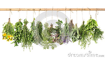 Fresh herbs hanging isolated on white background. basil, rosemary Stock Photo