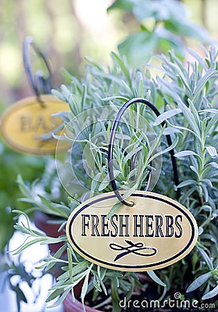 Fresh herbs planted in the pot Stock Photo