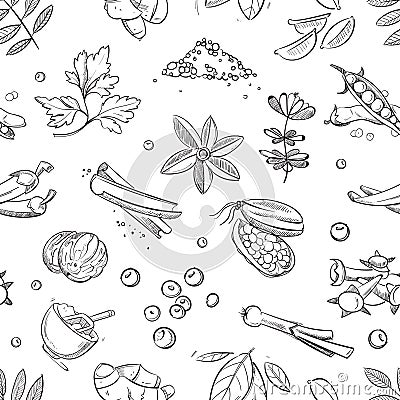 Fresh herbs and spices doodle hand drawn vector seamless pattern Vector Illustration