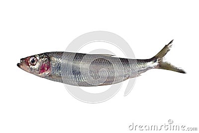 Fresh herring Stock Photo
