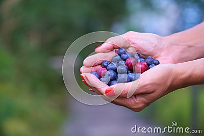 Fresh highbush blueberries and gooseberries Stock Photo