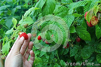 Fresh home-grown Raspberry Stock Photo