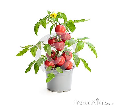 Fresh home grown tomato plant with tomatoes. Concept of huge harvest Stock Photo