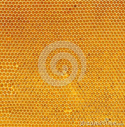 Fresh honey in comb natural texture Stock Photo