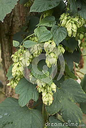 Humulus lupulus fruit and leaves Stock Photo