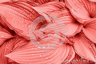 Fresh Hosta Plant Leaves after Rain with Water Drops in Trendy Living Coral Color. Botanical Nature Background. Wallpaper Poster Stock Photo