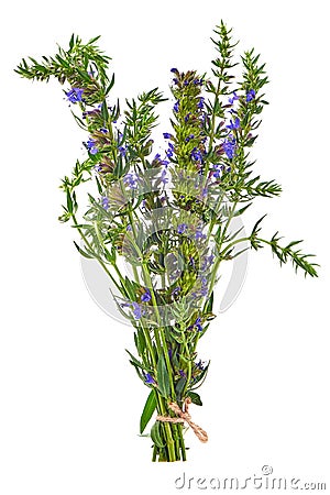 Fresh hyssop herb with flowers, isolated on white background Stock Photo