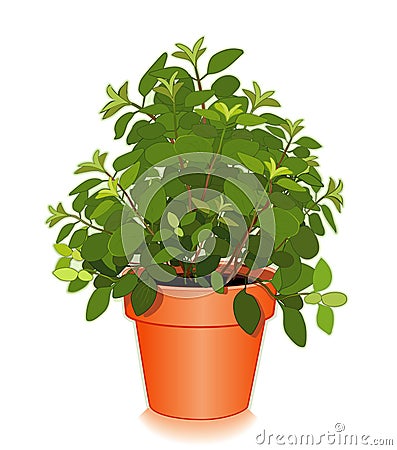 Fresh Italian Oregano in a Flower Pot Vector Illustration