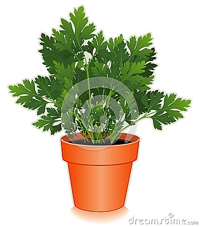 Fresh Italian Parsley Herb in Flower Pot Vector Illustration