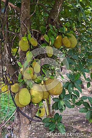 Fresh jackfruit tree. Jackfruit traditional fruit on the tree. Lots of Jackfruits on a tree. Stock Photo