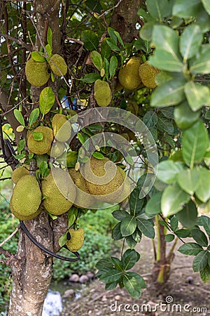 Fresh jackfruit tree. Jackfruit traditional fruit on the tree. Lots of Jackfruits on a tree. Stock Photo
