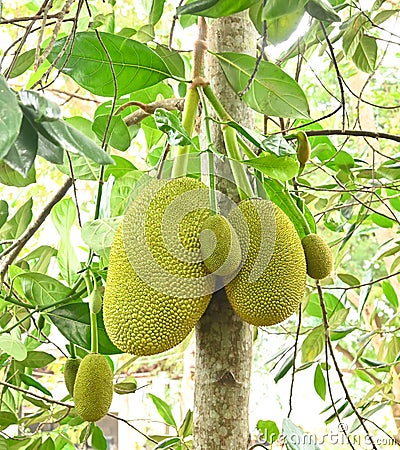 Fresh jackfruits and baby jackfruits on the jackfruit tree Stock Photo