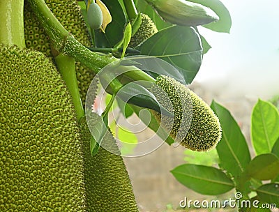 Fresh jackfruits and babyflower jackfruits on the jackfruit tree Stock Photo