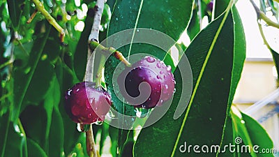 Fresh jamun fruits or Indian BlackBerry fruits with green leaves Stock Photo