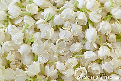 Fresh Jasmine Flower Background Stock Photo