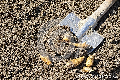 Fresh jerusalem artichoke roots lie next to a metal shovel on the excavated ground.Artichoke tubers overwintered in the ground, du Stock Photo