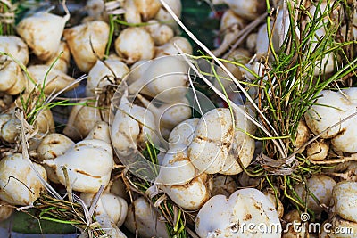 Fresh jicama or yam-bean Stock Photo