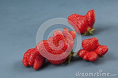 Fresh juicy berries. Organic strawberries of unusual shape, close-up. Trendy ugly fruits. Blue background, copy space Stock Photo