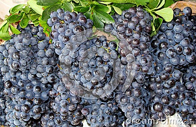 Fresh juicy bunches of blue grapes in the vineyard Stock Photo