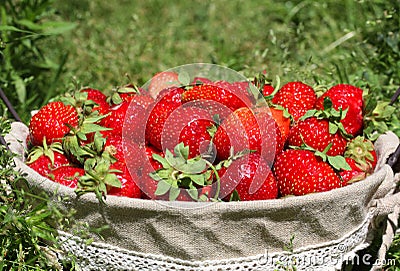 Fresh, juicy and healthy strawberries Stock Photo