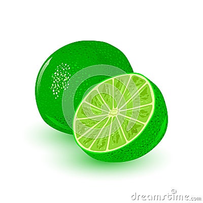 Fresh and juicy lime. Ripe citrus round green fruit. Ingredient with sour flavour. Vector Illustration