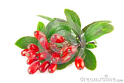 Fresh juicy organic barberry on branch with green leaves. Stock Photo