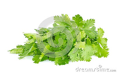 Fresh juicy organic bundle of cilantro Stock Photo