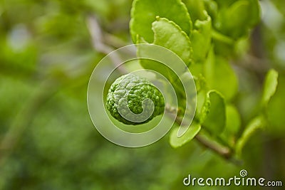Fresh Kaffir lime or Bergamot plant, is used in many skin care cream Stock Photo