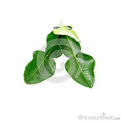 Fresh kaffir lime leaf Stock Photo