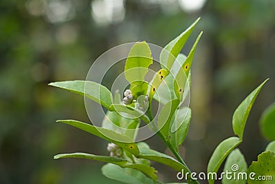 Fresh Kaffir lime leaf on plant Stock Photo