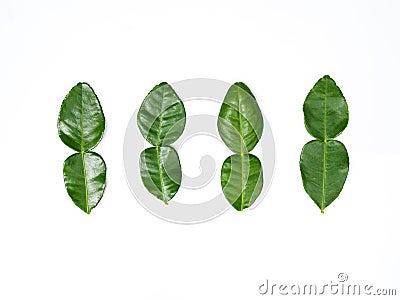 Fresh kaffir lime leaves fresh bergamot leaf isolated on white background Stock Photo